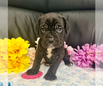 Small #1 Neapolitan Mastiff
