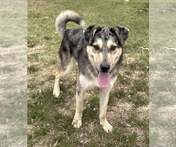 Medium Photo #1 Siberian Husky-Unknown Mix Puppy For Sale in Evansville, IN, USA