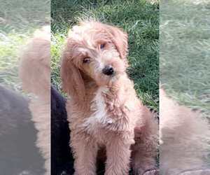 Labradoodle Puppy for sale in MILLVILLE, MN, USA