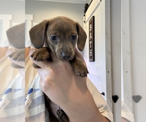 Dachshund Puppy for sale in MCCLEARY, WA, USA