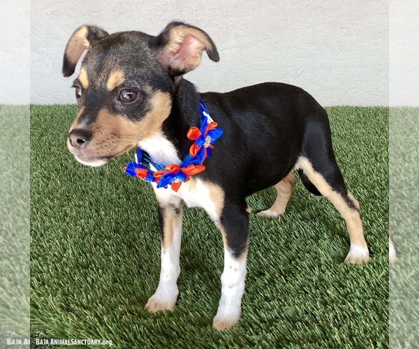 Medium Photo #3 Rat Terrier-Unknown Mix Puppy For Sale in San Diego, CA, USA