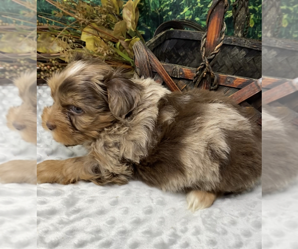 Medium Photo #4 Shorkie Tzu Puppy For Sale in SELLERSBURG, IN, USA