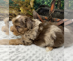 Small #3 Shorkie Tzu
