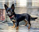 Small #2 Chihuahua