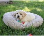 Image preview for Ad Listing. Nickname: Bubbles