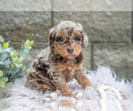 Small Photo #7 Poodle (Miniature) Puppy For Sale in WOLCOTTVILLE, IN, USA