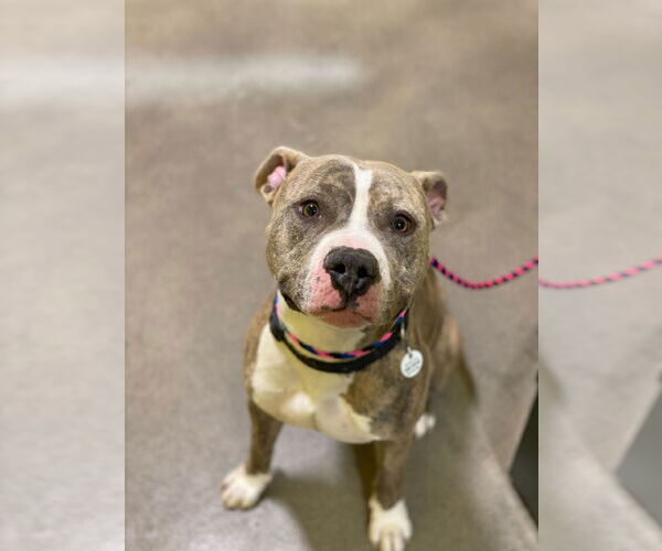 Medium Photo #3 American Pit Bull Terrier Puppy For Sale in Alexandria, VA, USA