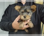 Small #41 Yorkshire Terrier