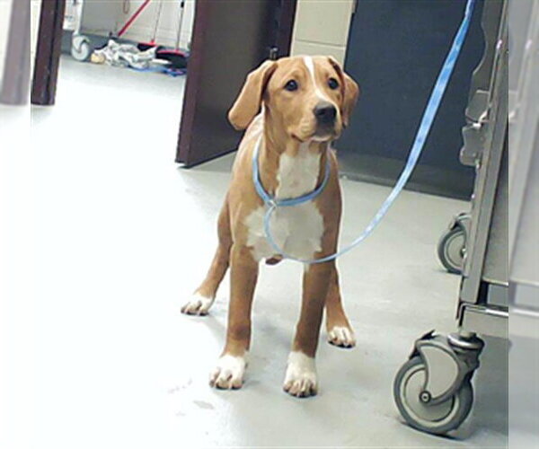 Medium Photo #1 Mutt Puppy For Sale in Fayetteville, NC, USA