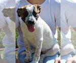 Small #1 Boxer Mix
