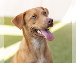 Labrador Retriever-Unknown Mix Dogs for adoption in Canton, CT, USA