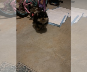 Pomeranian Puppy for sale in LAWRENCEVILLE, GA, USA