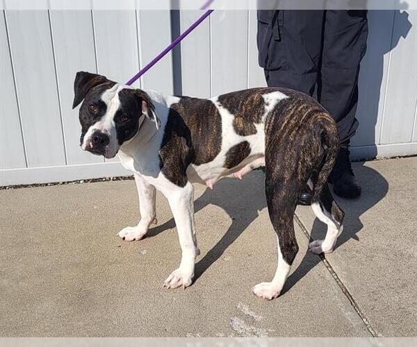 Medium Photo #1 American Pit Bull Terrier Puppy For Sale in Louisville, KY, USA