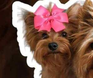 Mother of the Yorkshire Terrier puppies born on 06/22/2025