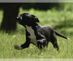 Small #3 Shepradors