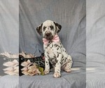Small Photo #2 Dalmatian Puppy For Sale in QUARRYVILLE, PA, USA