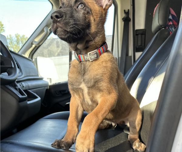 Medium Photo #4 Belgian Malinois Puppy For Sale in S CHARLESTON, WV, USA