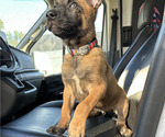Small #3 Belgian Malinois