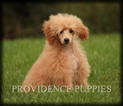 Small Photo #46 Poodle (Miniature) Puppy For Sale in COPPOCK, IA, USA