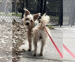 Small #2 Shih Tzu Mix