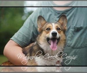 Mother of the Pembroke Welsh Corgi puppies born on 10/10/2023
