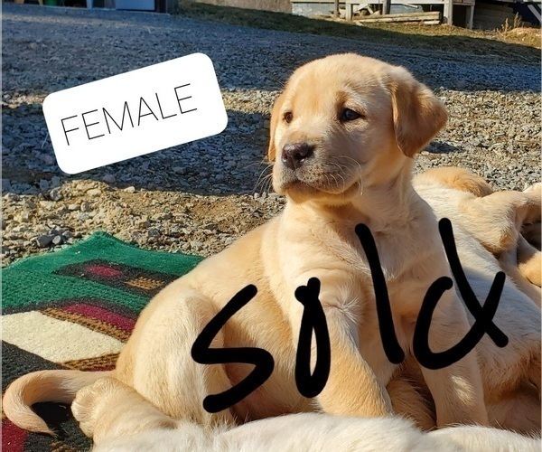Medium Photo #4 Labrador Retriever Puppy For Sale in WILLARD, WI, USA