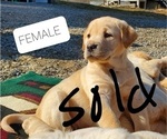 Small Photo #4 Labrador Retriever Puppy For Sale in WILLARD, WI, USA