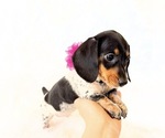 Small #3 Dachshund