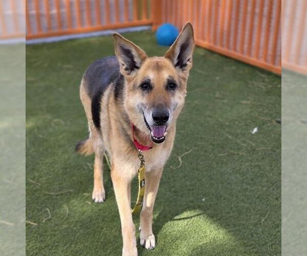 Medium Photo #1 German Shepherd Dog-Unknown Mix Puppy For Sale in Las Vegas, NV, USA