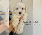 Small Poodle (Miniature)