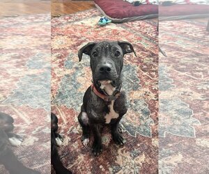 Bullboxer Pit Dogs for adoption in Columbus, IN, USA