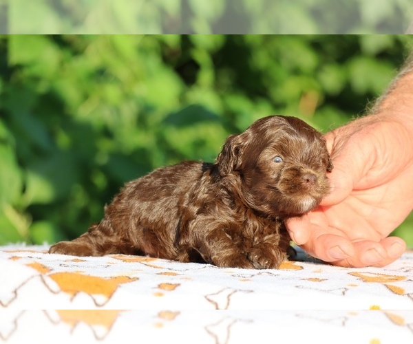 Medium Photo #13 ShihPoo Puppy For Sale in DYERSBURG, TN, USA