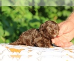 Small #12 ShihPoo