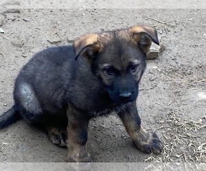 German Shepherd Dog Puppy for sale in WISTER, OK, USA