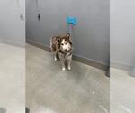 Small Siberian Husky Mix