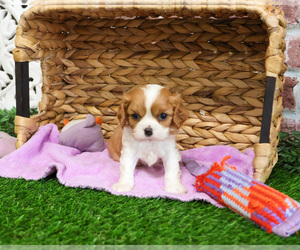Cavalier King Charles Spaniel Puppy for sale in SYRACUSE, IN, USA