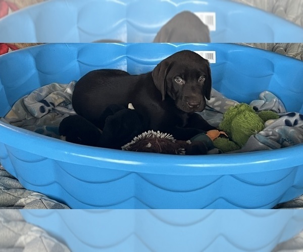 Medium Photo #3 Labrador Retriever Puppy For Sale in WAUSEON, OH, USA