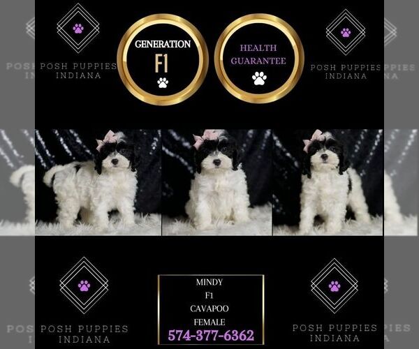 Medium Photo #15 Cavapoo (Miniature) Puppy For Sale in WARSAW, IN, USA