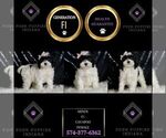 Small Photo #15 Cavapoo (Miniature) Puppy For Sale in WARSAW, IN, USA