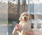 Small Photo #3 Golden Retriever Puppy For Sale in MECHANICSVILLE, MD, USA