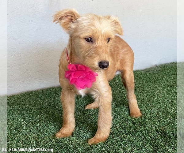 Medium Photo #2 Poodle (Miniature)-Unknown Mix Puppy For Sale in San Diego, CA, USA