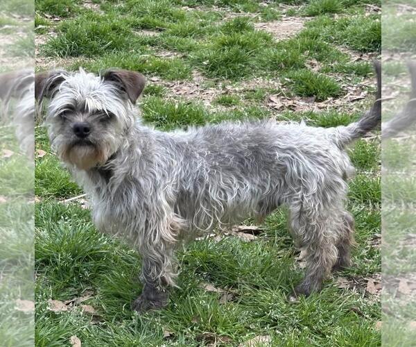 Medium Photo #4 Mutt Puppy For Sale in Yardley, PA, USA