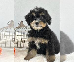 Bernedoodle (Miniature) Puppy for sale in ITASCA, TX, USA