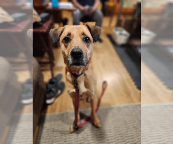 Medium Photo #7 Mutt Puppy For Sale in Woodbury, NY, USA