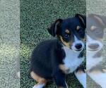 Small #5 Aussie-Corgi