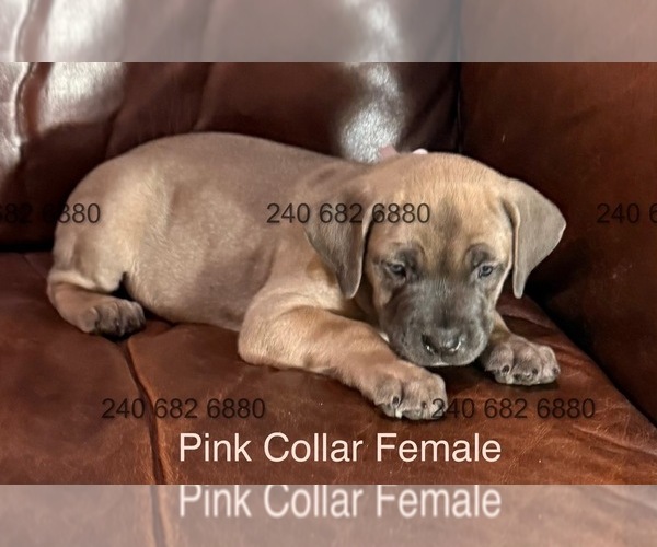 Medium Photo #8 Cane Corso Puppy For Sale in LA PLATA, MD, USA