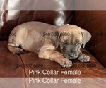 Small Photo #8 Cane Corso Puppy For Sale in LA PLATA, MD, USA