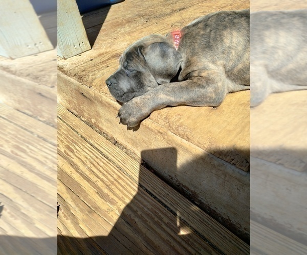 Medium Photo #5 Cane Corso Puppy For Sale in DOUGLASVILLE, GA, USA
