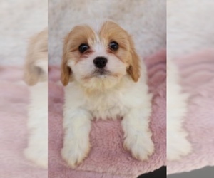Cavachon Puppy for Sale in MERRITT ISLAND, Florida USA