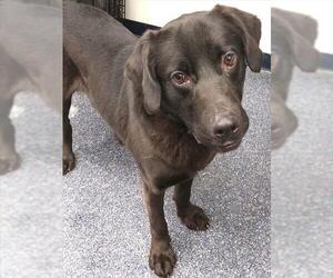 Labsky Dogs for adoption in Anchorage, AK, USA